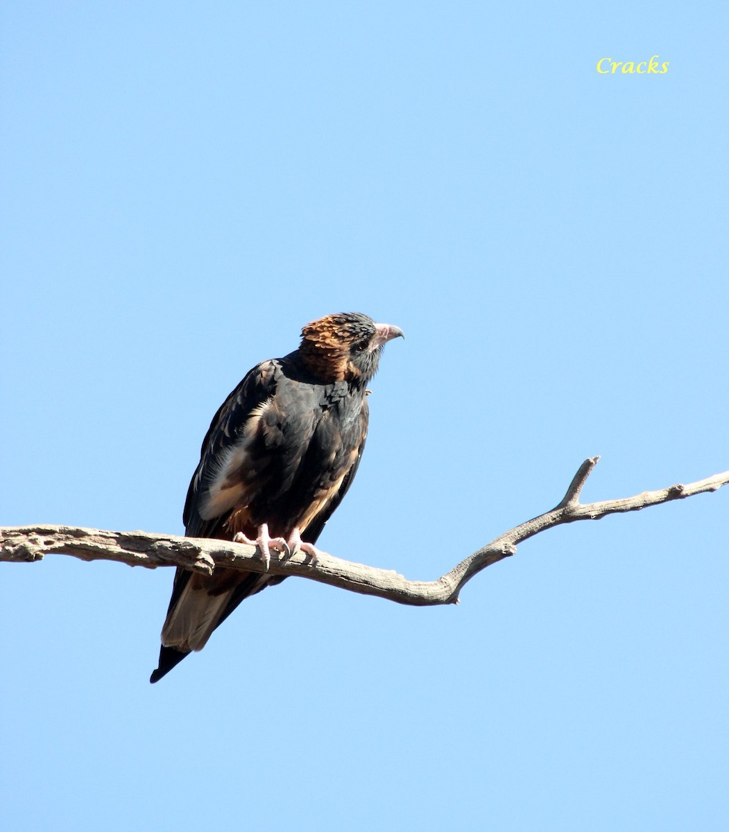 Black-breasted Kite - ML367030111