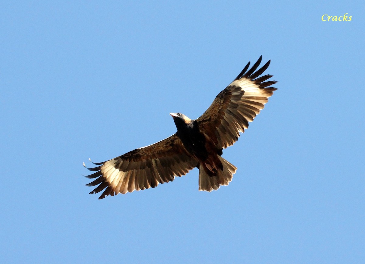 Black-breasted Kite - ML367030121