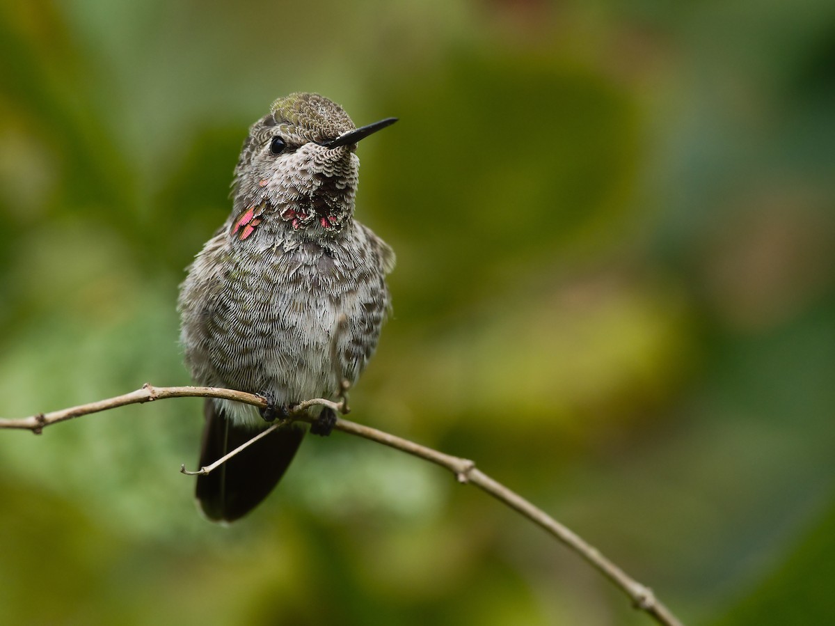 Anna's Hummingbird - ML367030451