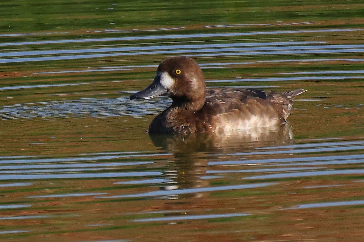 Greater Scaup - ML367031171