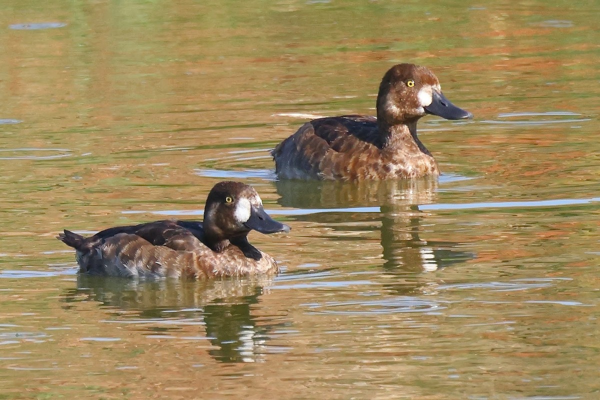 Greater Scaup - ML367031311
