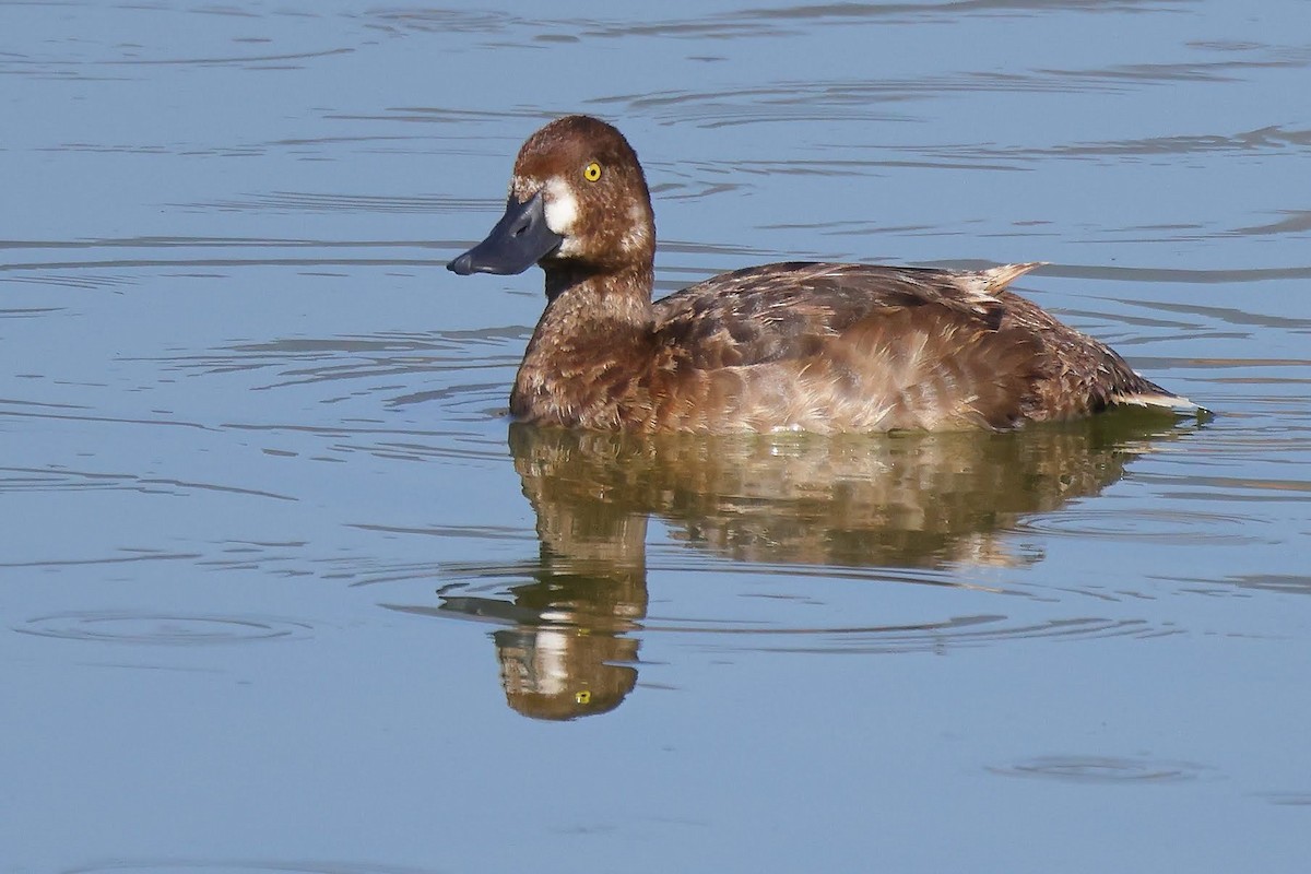 Greater Scaup - ML367033081