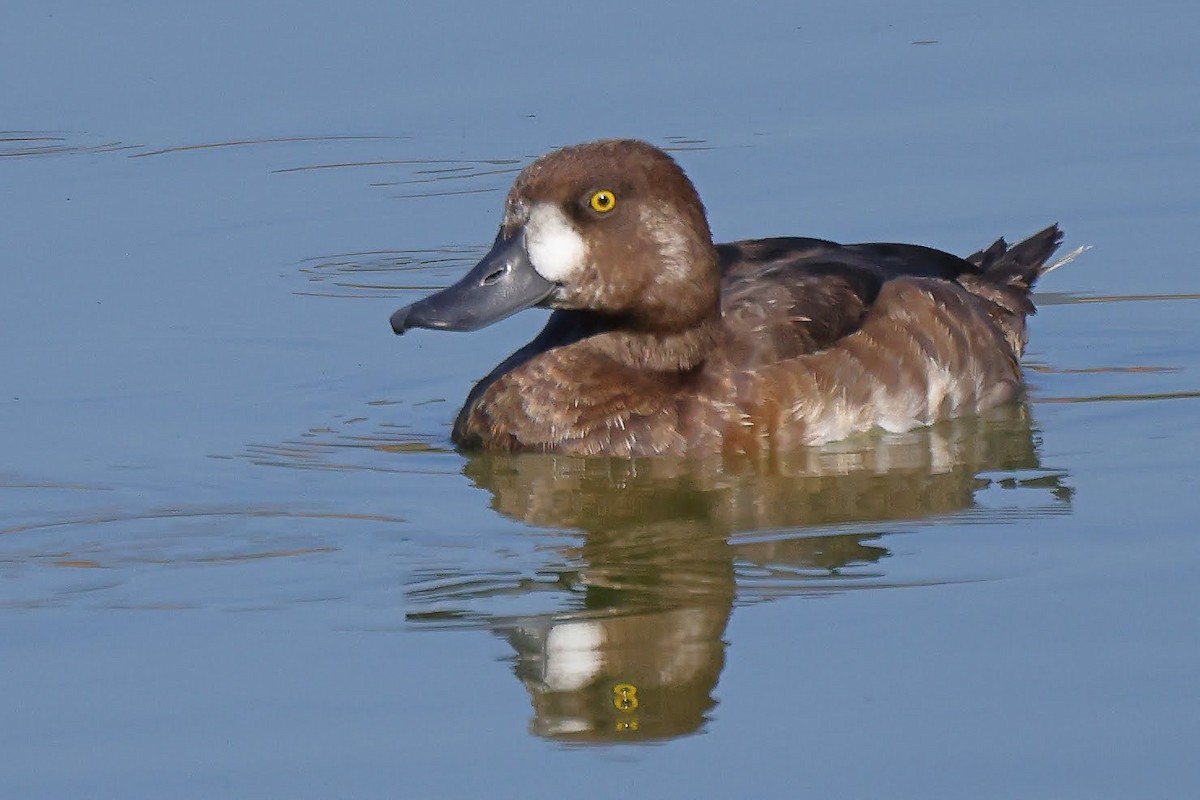 Greater Scaup - Keith Leland