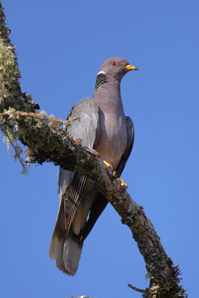 Band-tailed Pigeon - ML367040221