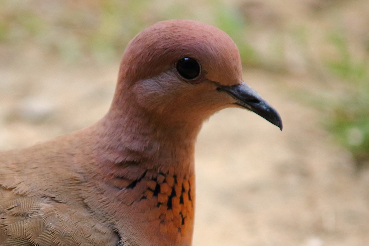Laughing Dove - ML367043081