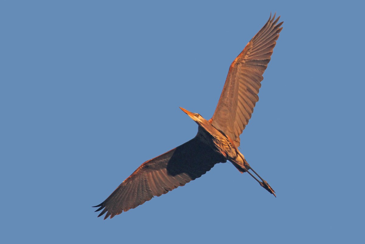 Great Blue Heron - ML36704341