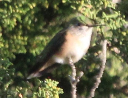 Calliope Hummingbird - John Martin