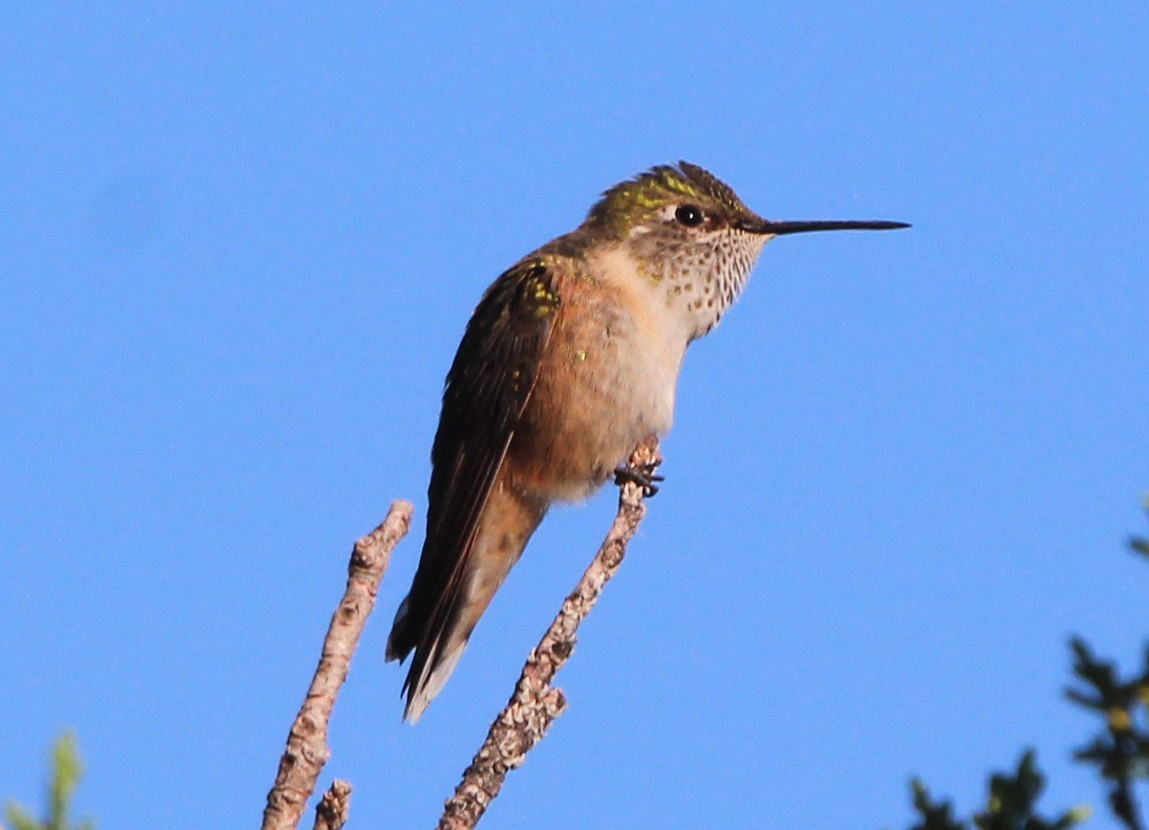Broad-tailed Hummingbird - John Martin
