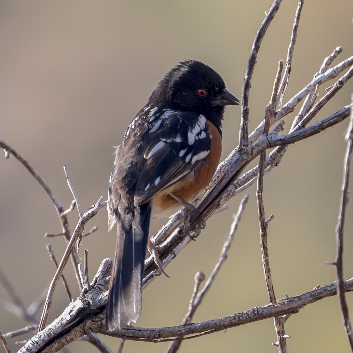 Spotted Towhee - R Miller