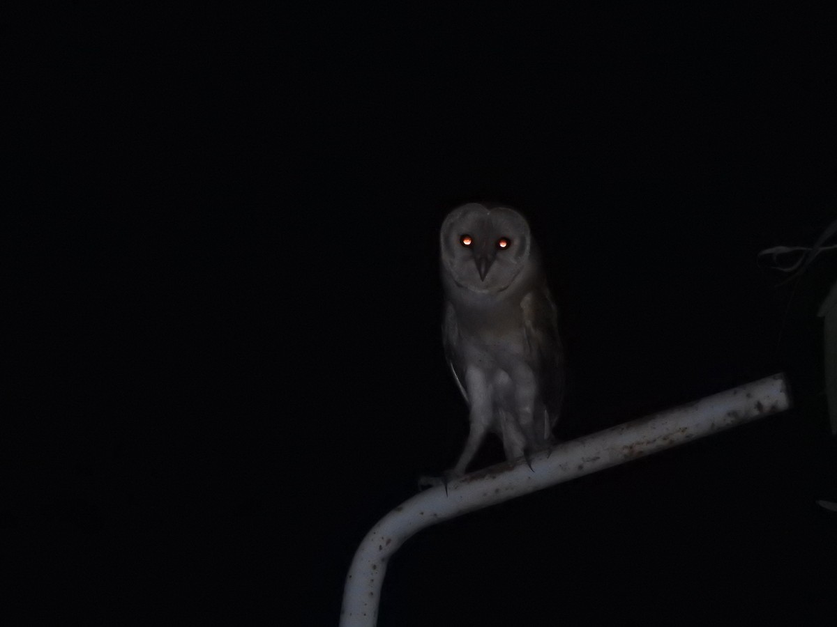 Barn Owl (Eurasian) - ML367048791