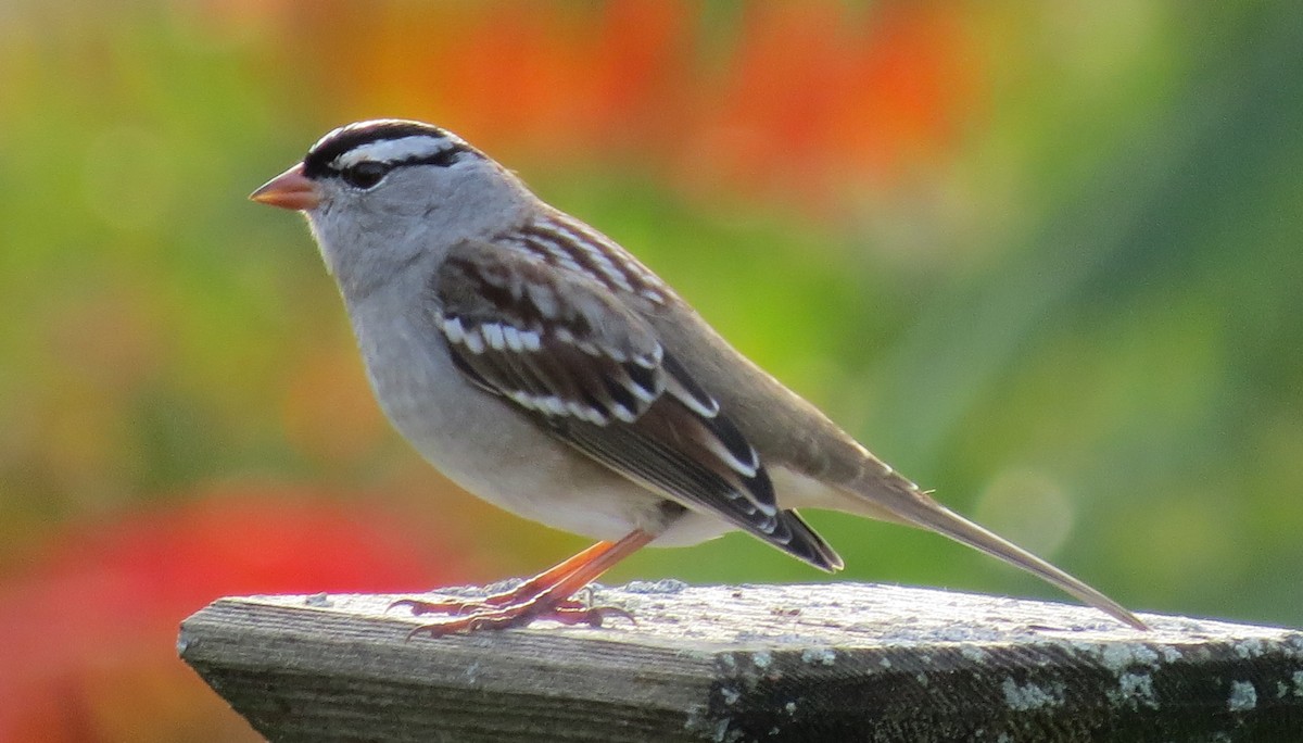 White-crowned Sparrow - Paul Frost