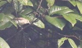 Nilgiri Flowerpecker - ML367054431