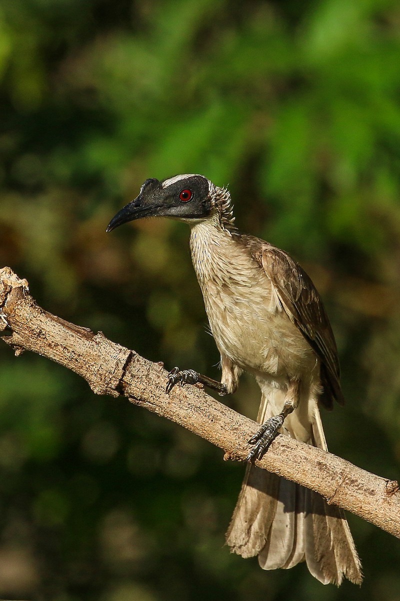 Silver-crowned Friarbird - Janis Otto