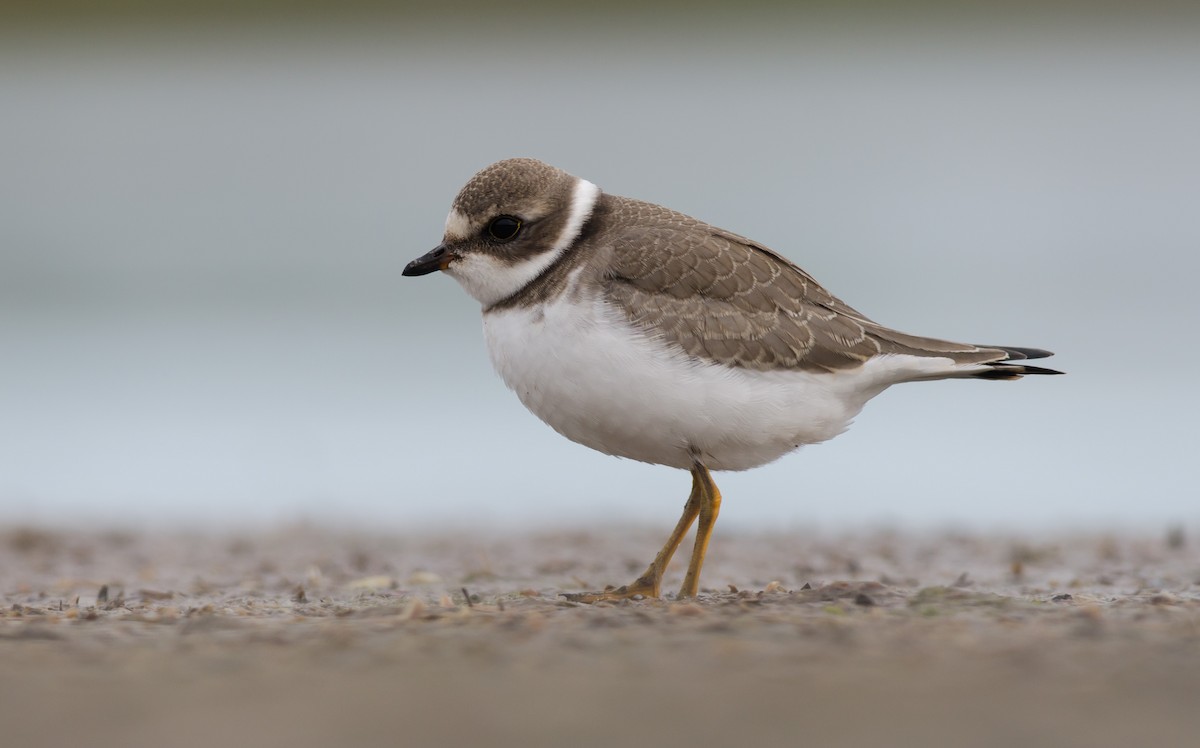 Semipalmated Plover - ML367061471