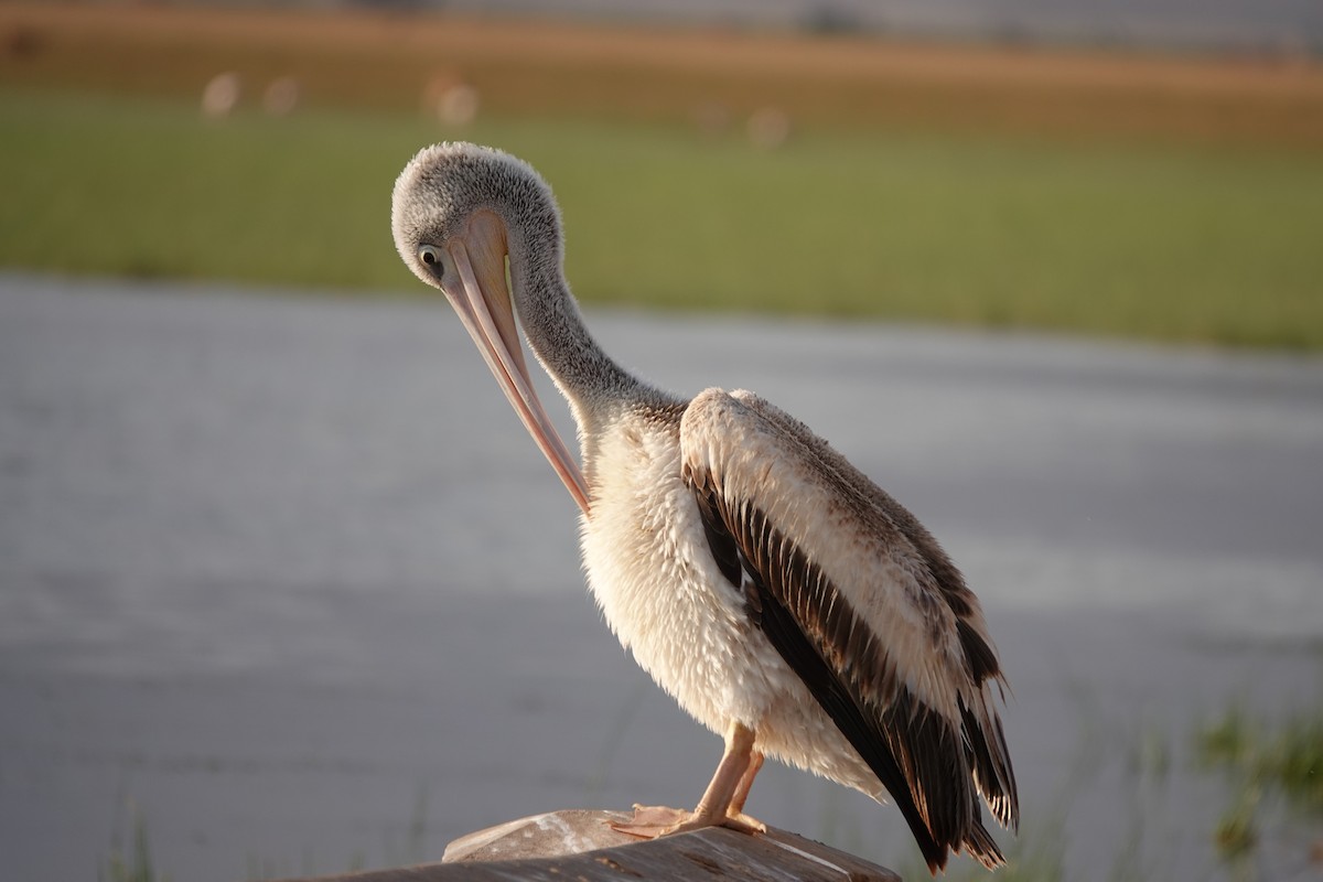 Pink-backed Pelican - ML367062921
