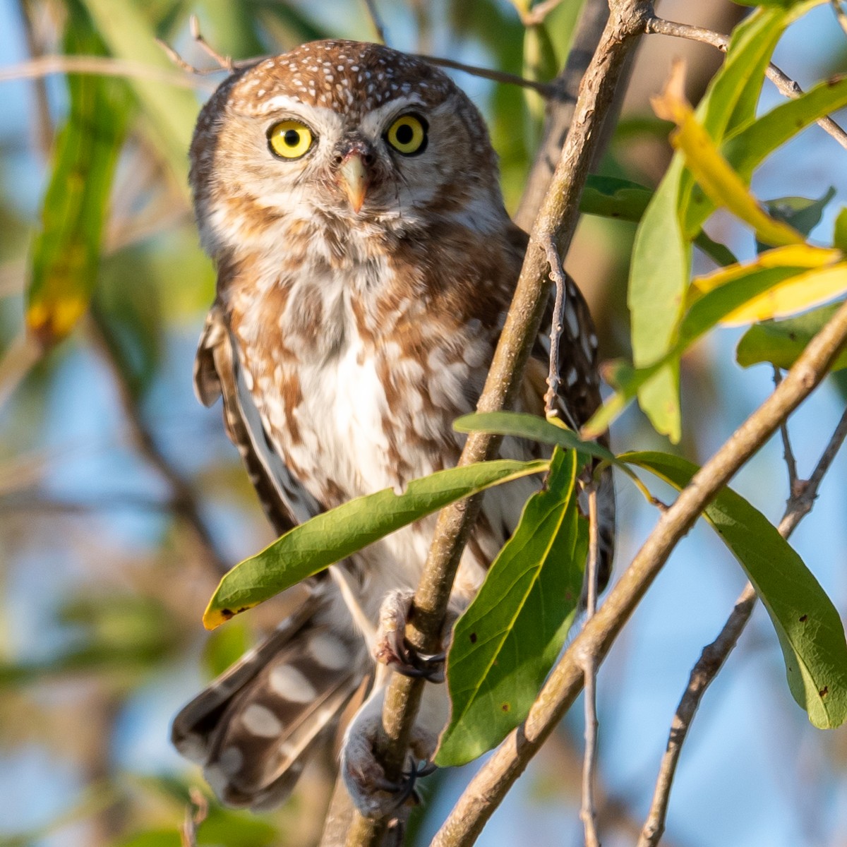 Pearl-spotted Owlet - ML367063791