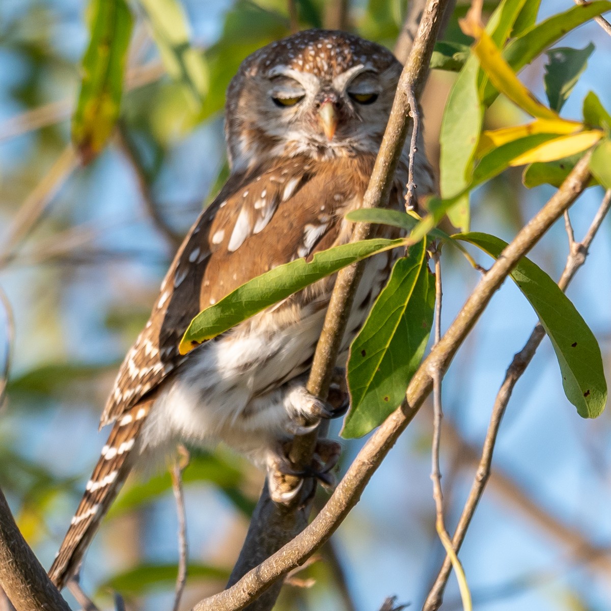 Pearl-spotted Owlet - ML367063801