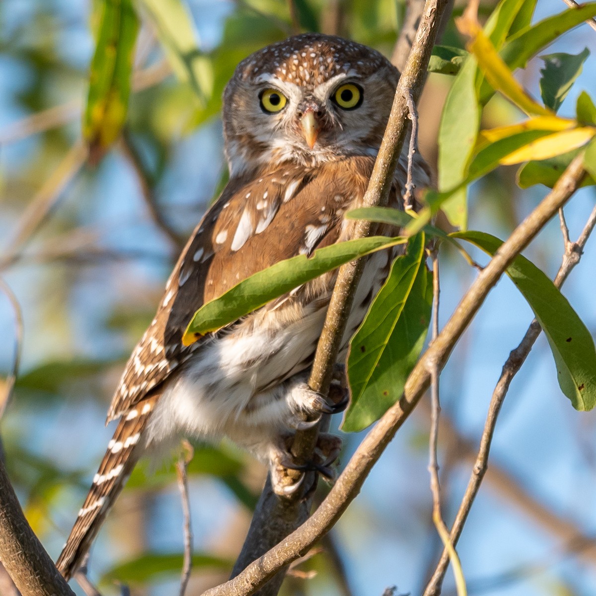 Pearl-spotted Owlet - ML367063811