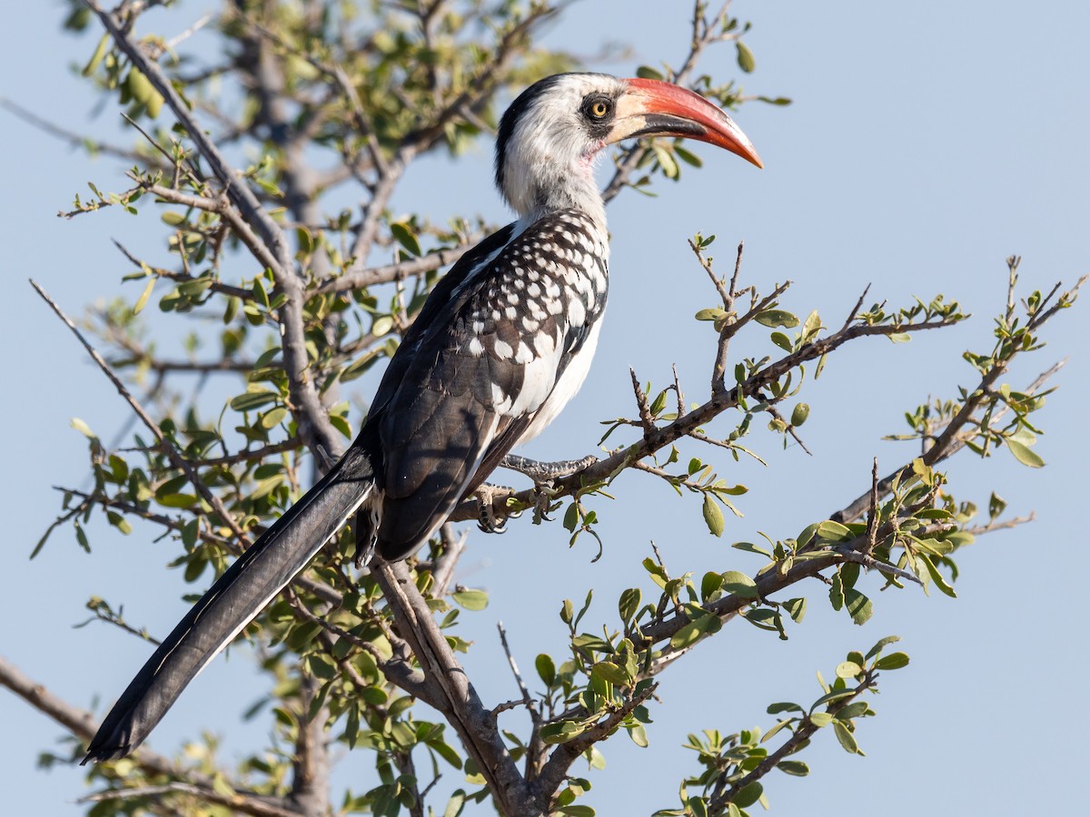 Tanzanian Red-billed Hornbill - ML367063861
