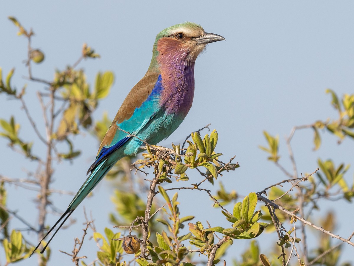 Lilac-breasted Roller - ML367064021