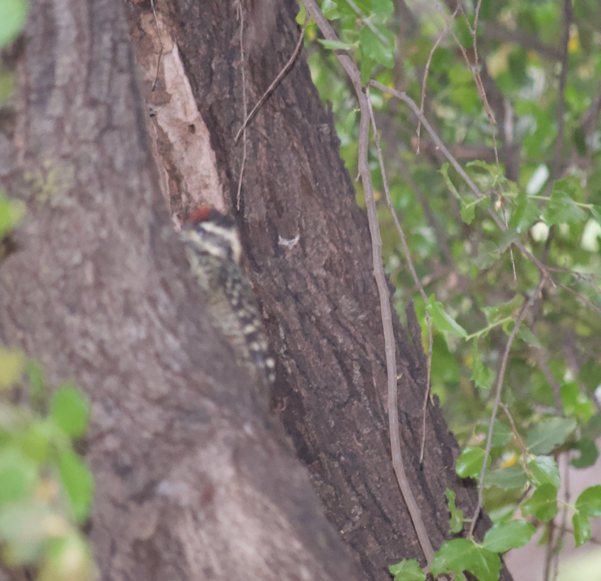 Striped Woodpecker - ML367065561