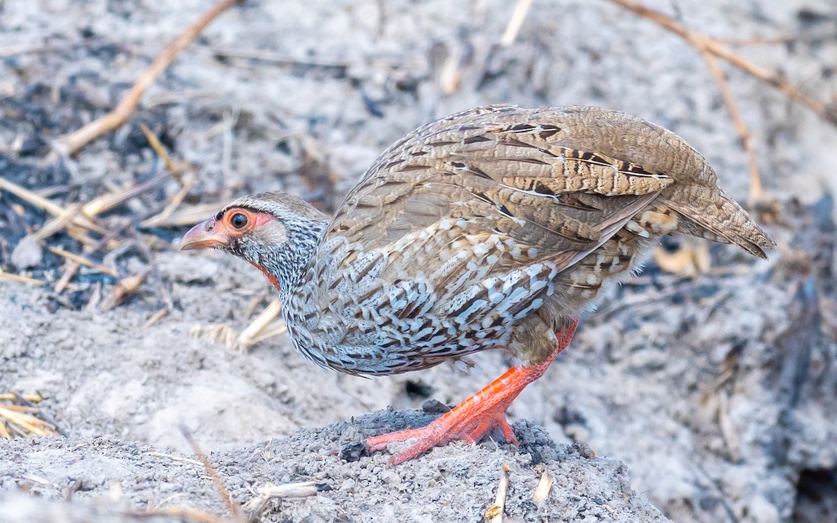 Red-necked Spurfowl - Jean-Louis  Carlo