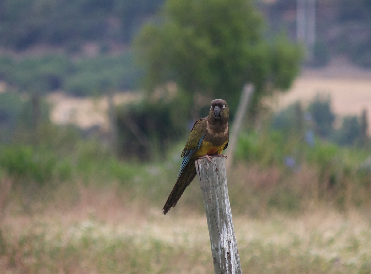 Burrowing Parakeet (Chilean) - Murray DELAHOY