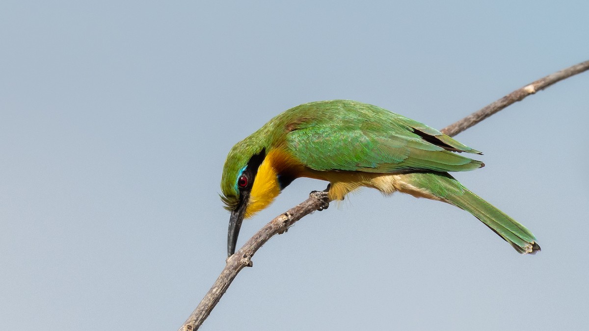 Little Bee-eater - ML367066891