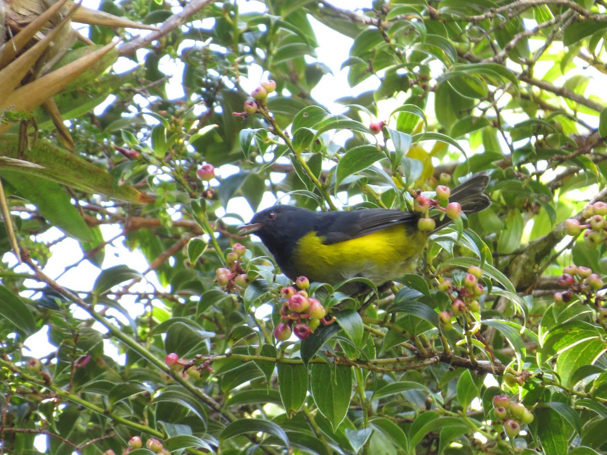 Black-and-yellow Silky-flycatcher - Róger Rodríguez Bravo