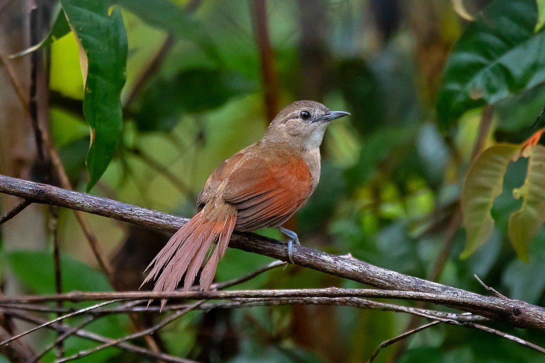 Plain-crowned Spinetail - ML367075961