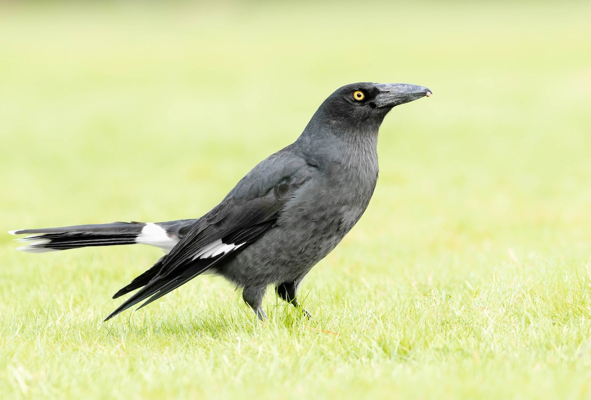 Pied Currawong - ML367080021