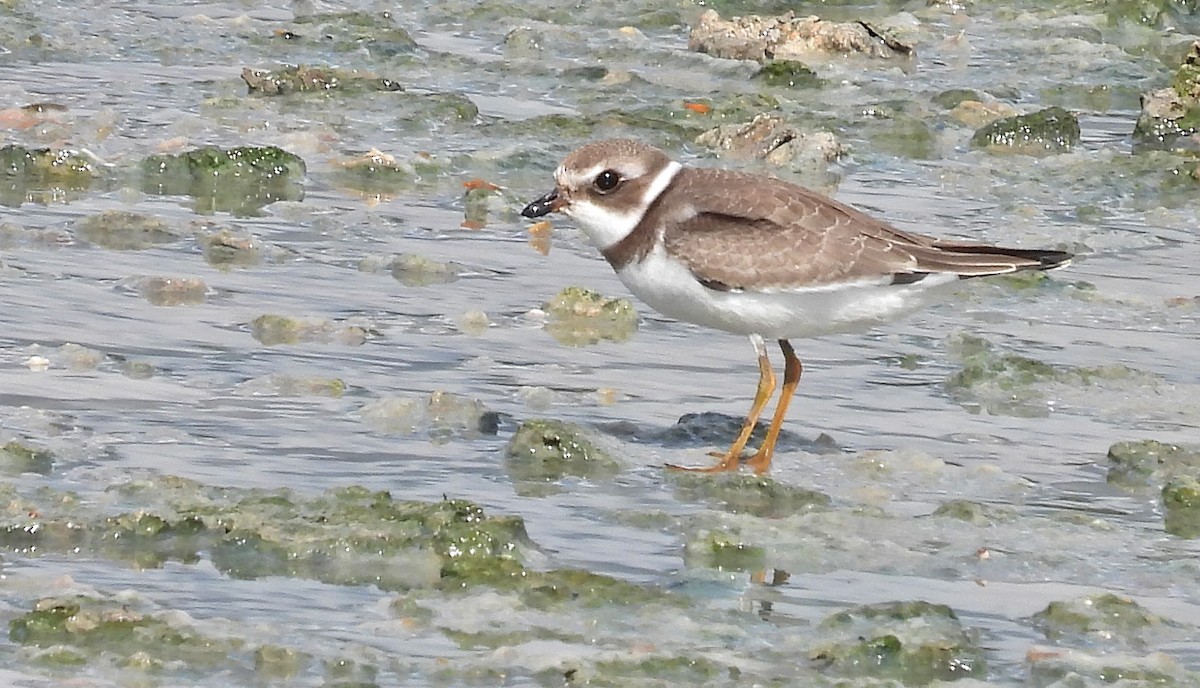 Semipalmated Plover - ML367081641