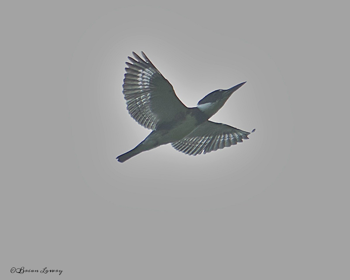 Belted Kingfisher - ML36708341