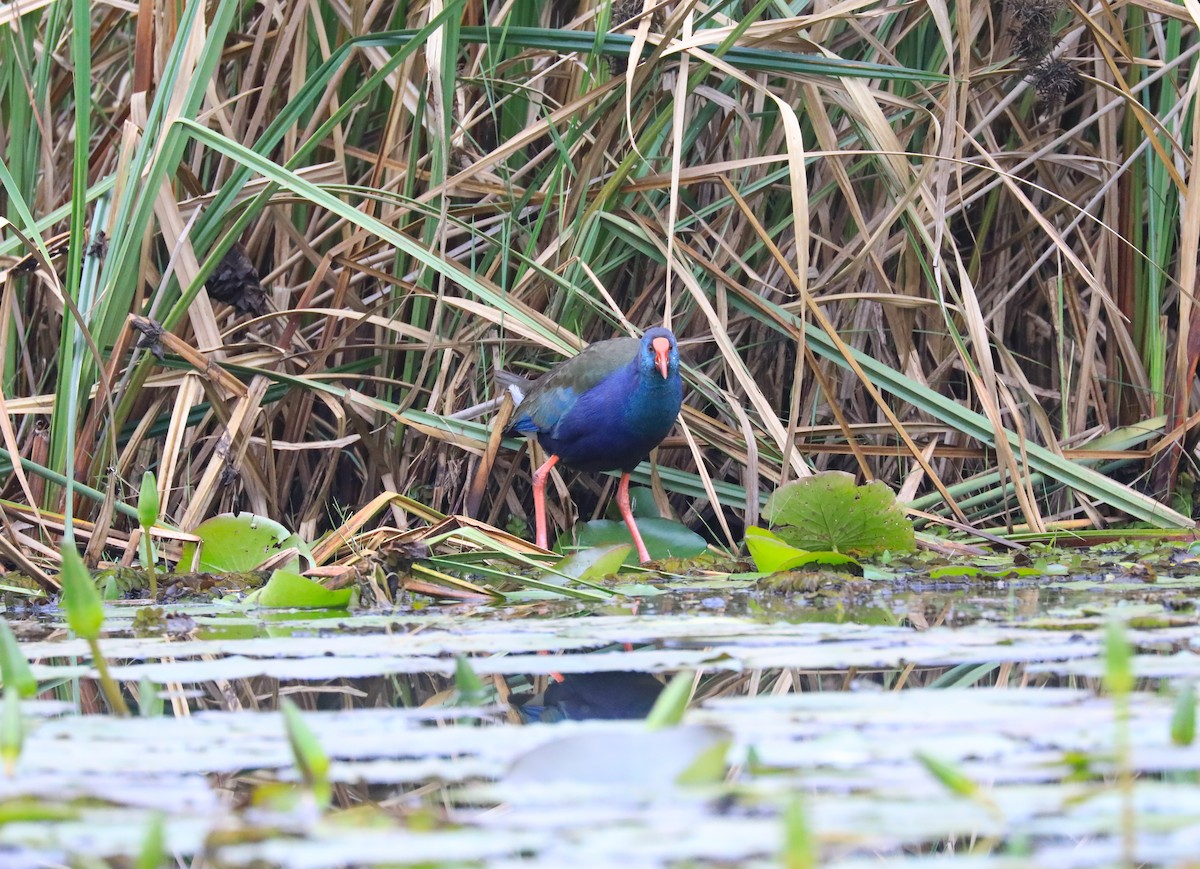 African Swamphen - Anonymous