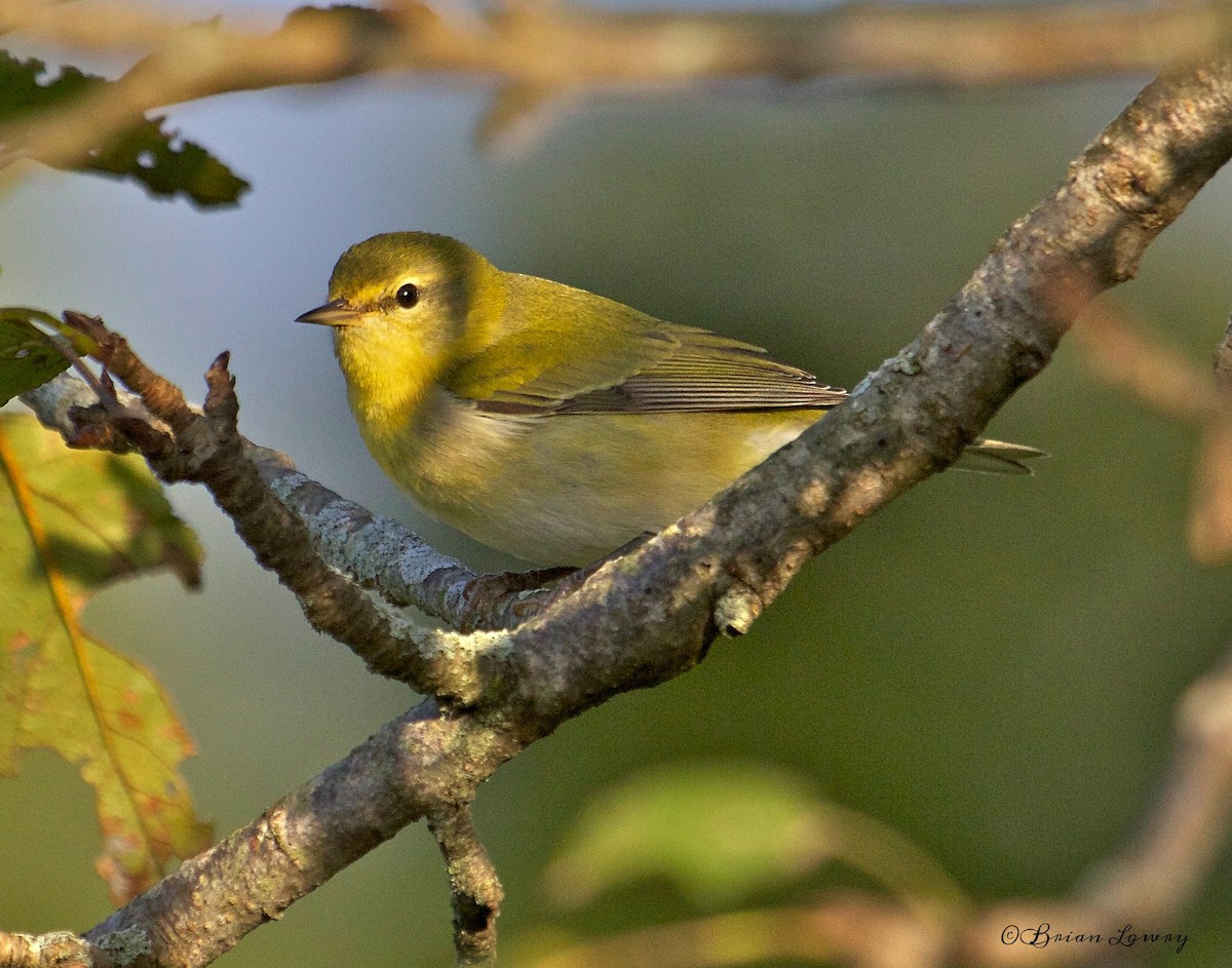 Tennessee Warbler - Brian Lowry