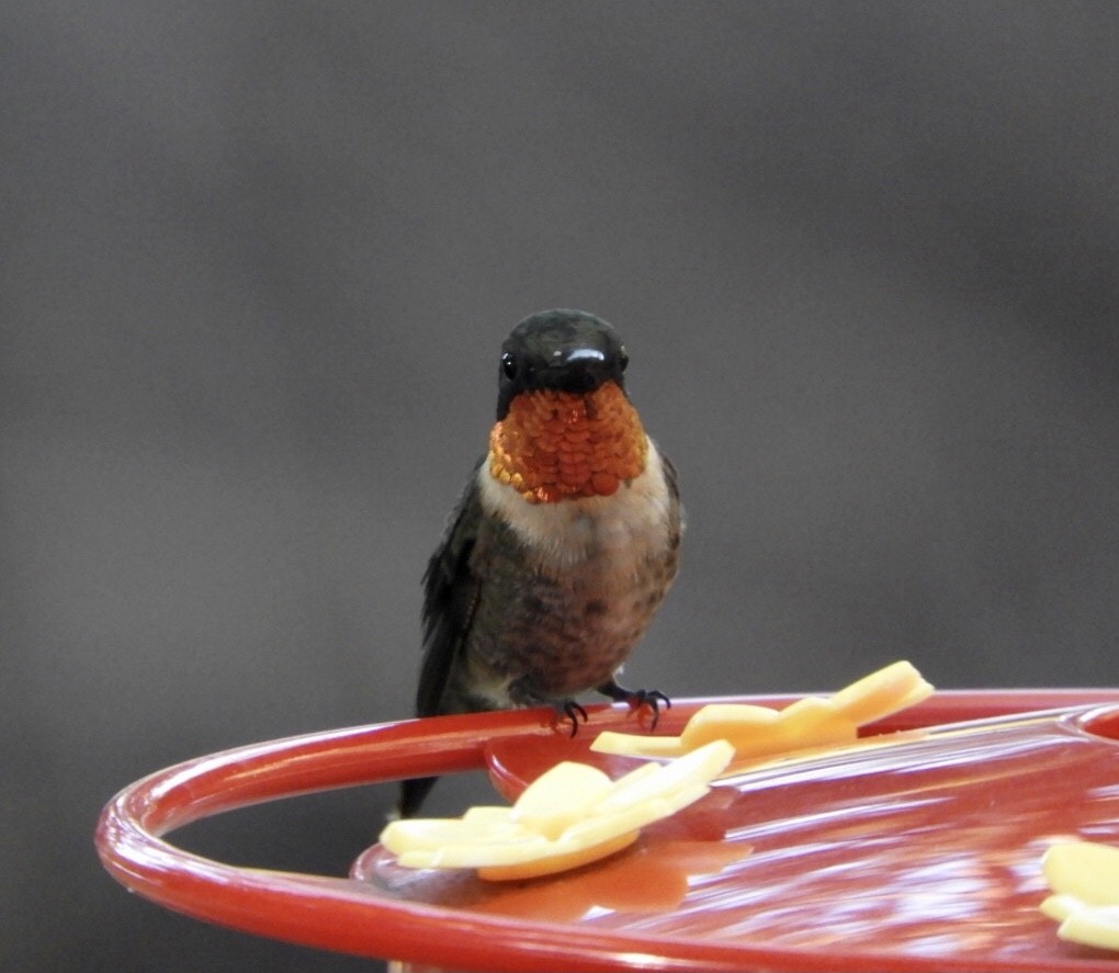 Ruby-throated Hummingbird - ML367087361