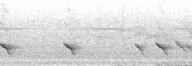 Schwarzring-Brillenvogel - ML36709