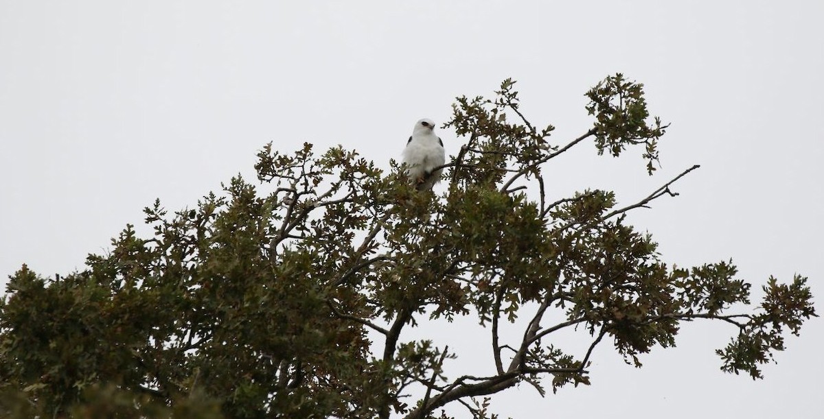White-tailed Kite - Breck Breckenridge