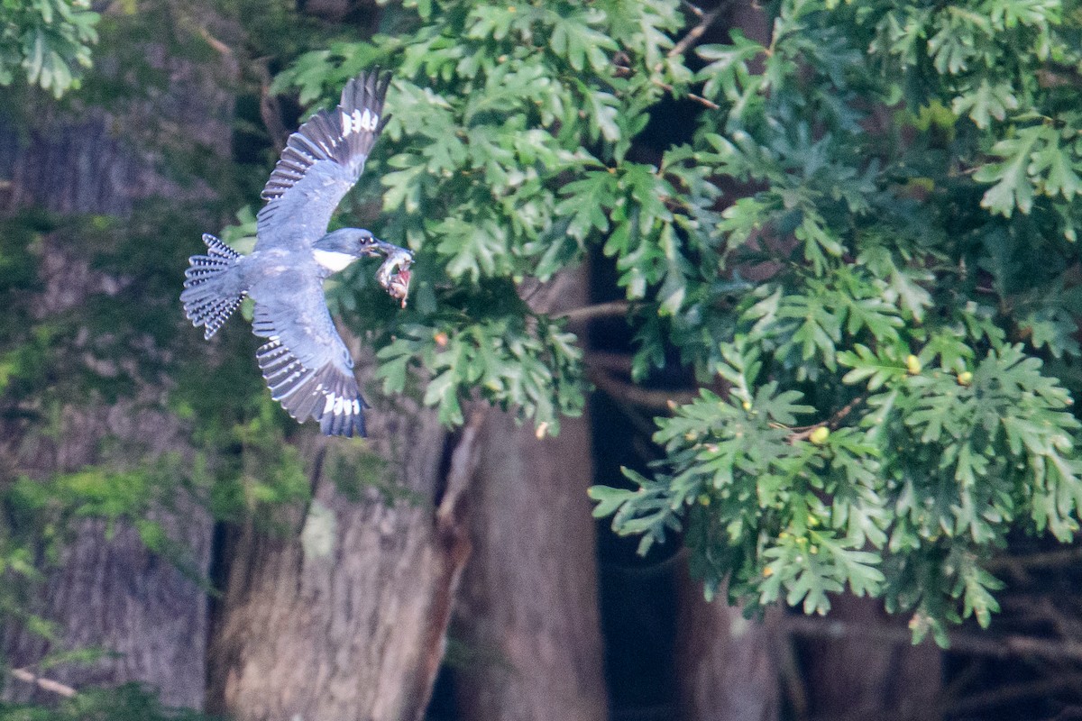 Belted Kingfisher - ML367094321