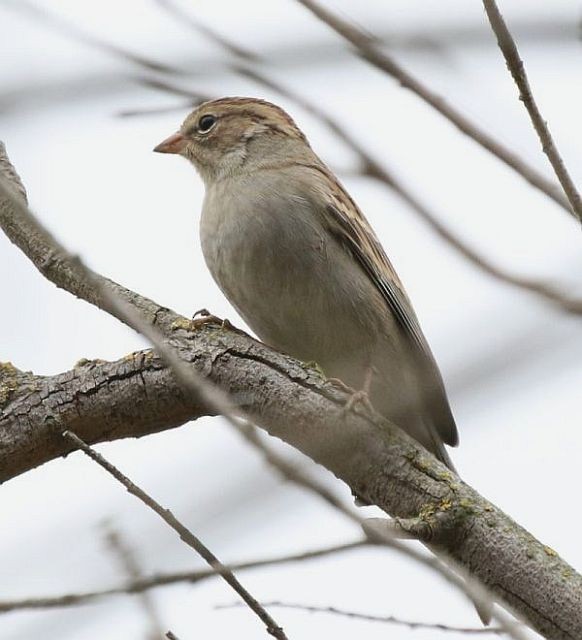 Chipping Sparrow - Breck Breckenridge