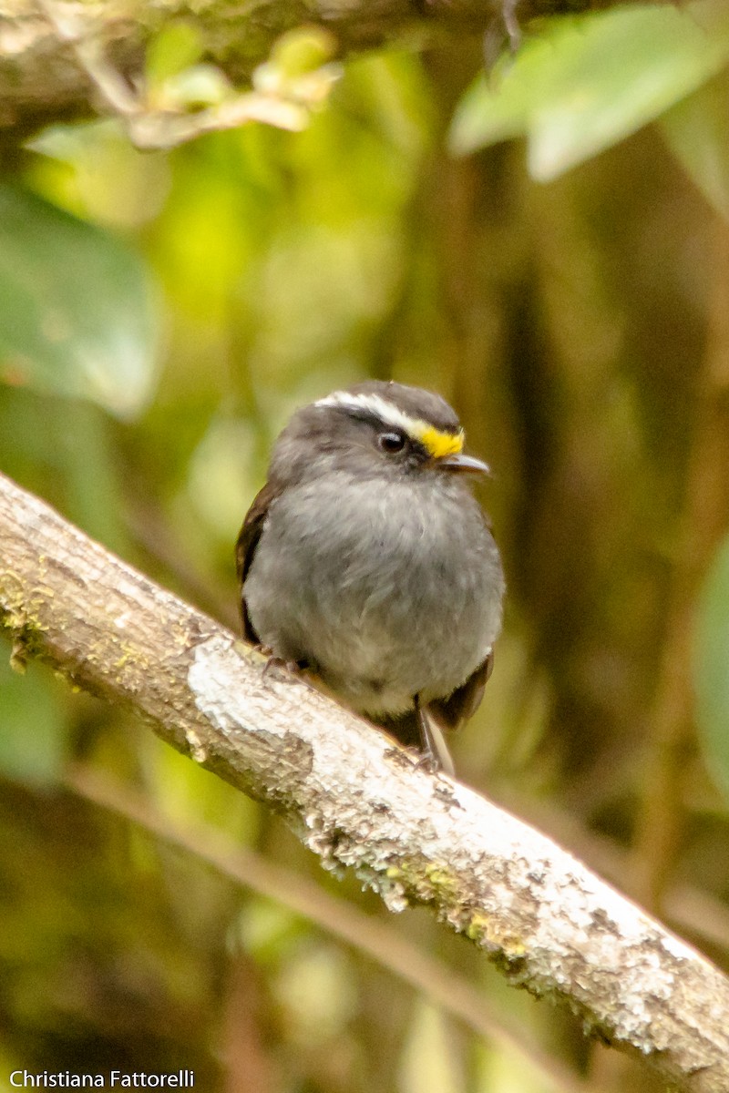 Crowned Chat-Tyrant - ML367102071