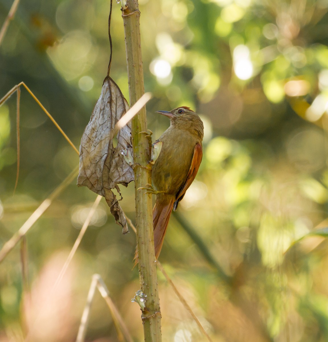 Ash-browed Spinetail - Cullen Hanks