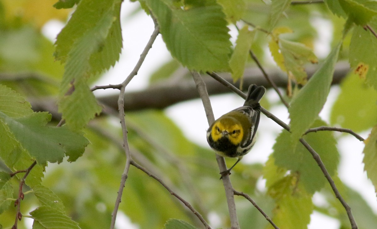 Black-throated Green Warbler - ML36710631