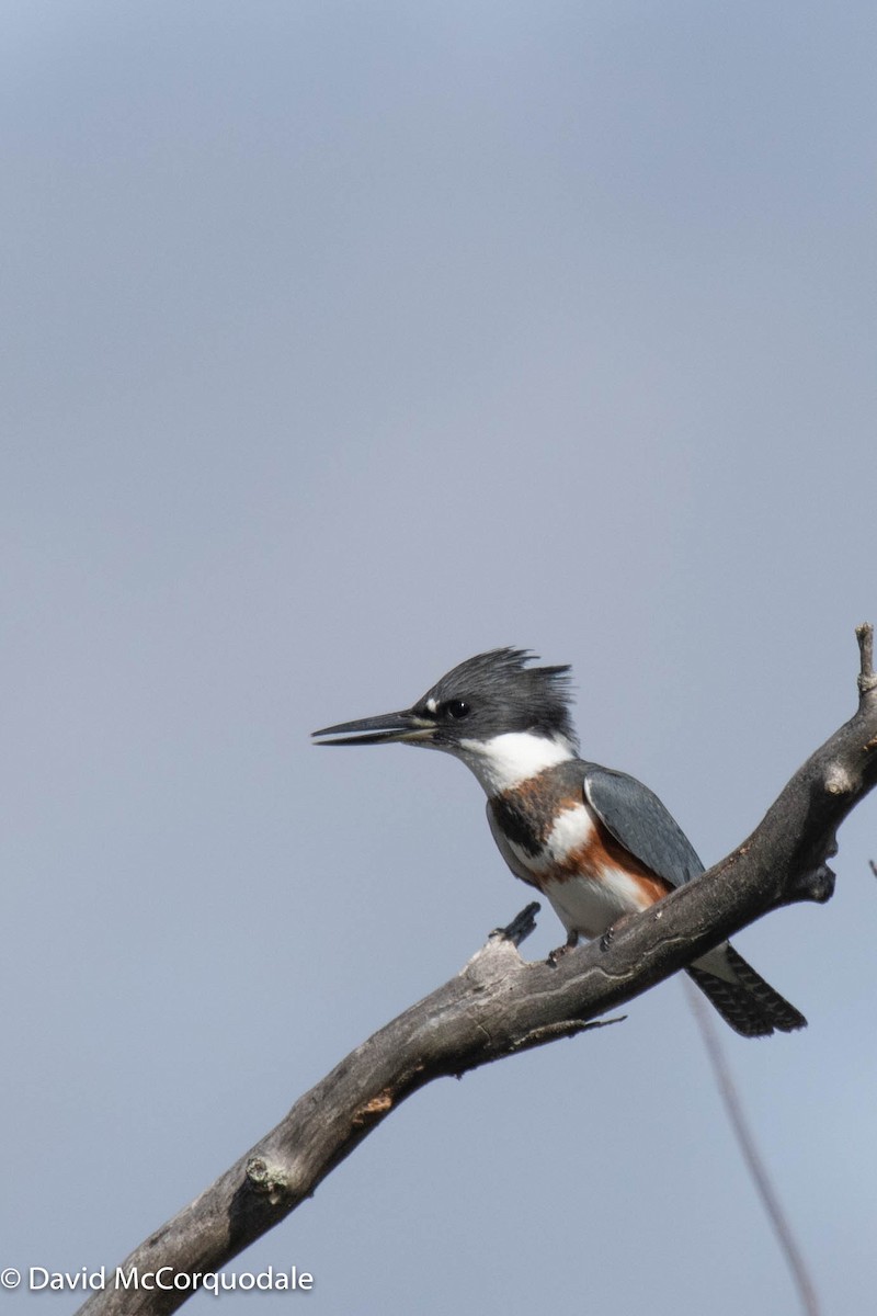 Belted Kingfisher - ML367109191