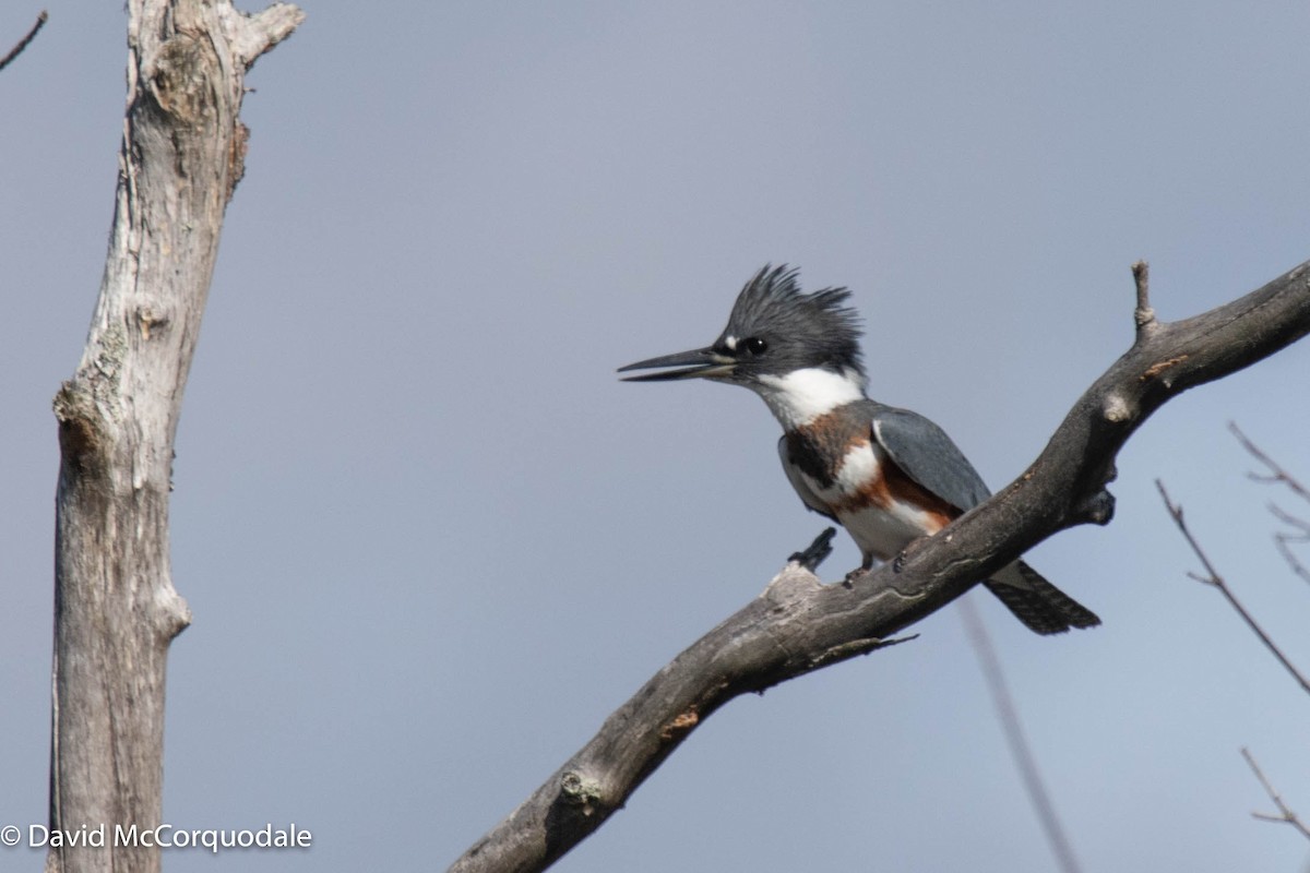 Belted Kingfisher - ML367109201