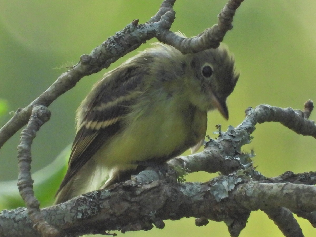 Yellow-bellied Flycatcher - Rhonda Weiss