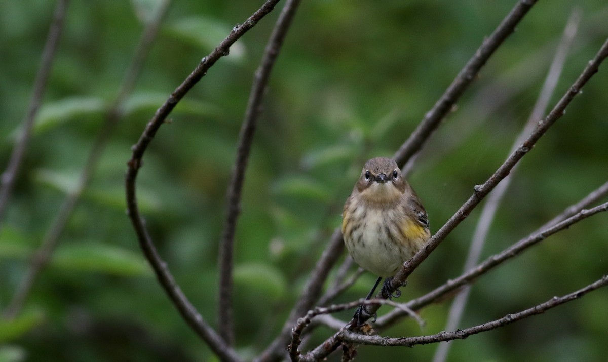 Yellow-rumped Warbler (Myrtle) - ML36711091