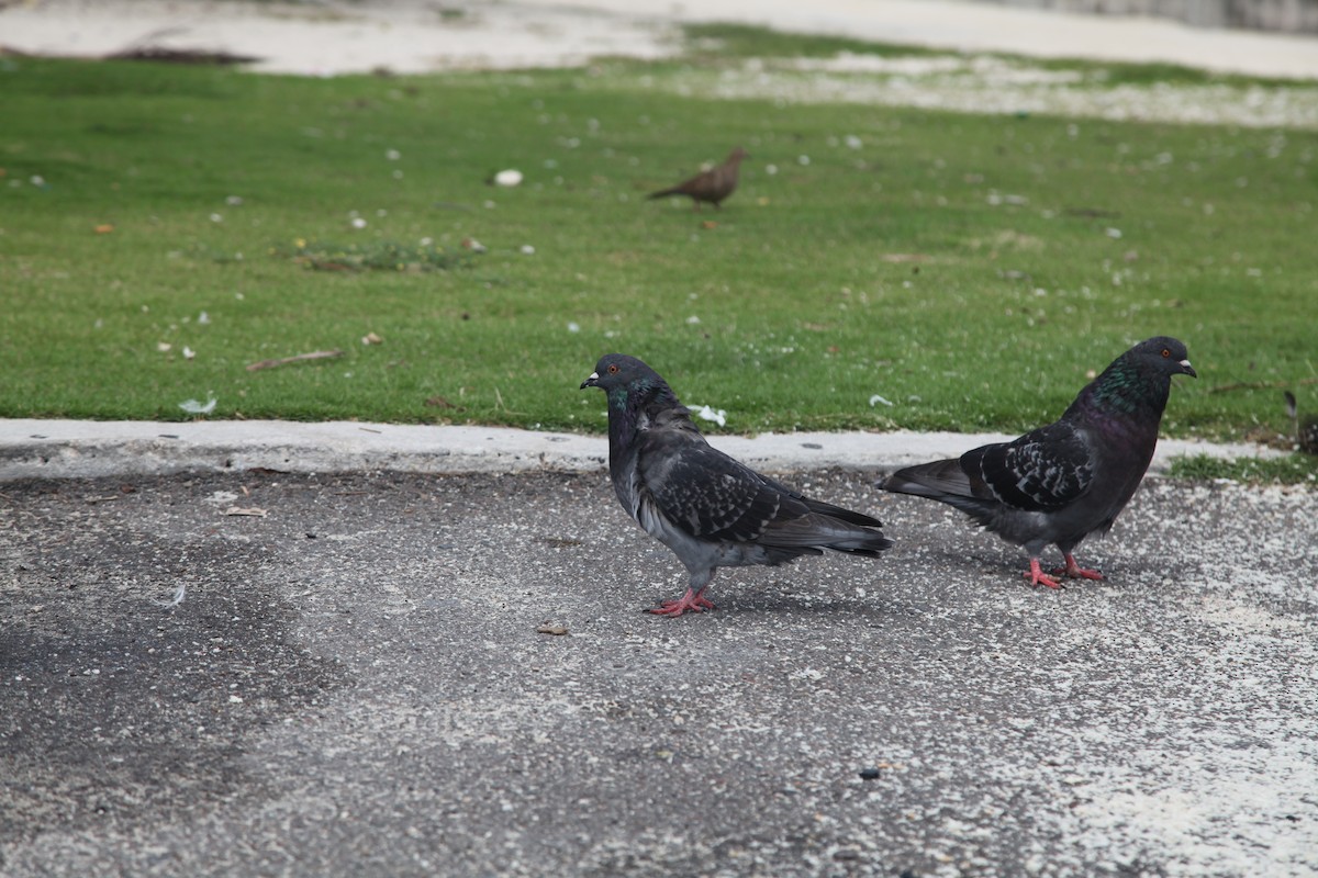 Rock Pigeon (Feral Pigeon) - ML36711111