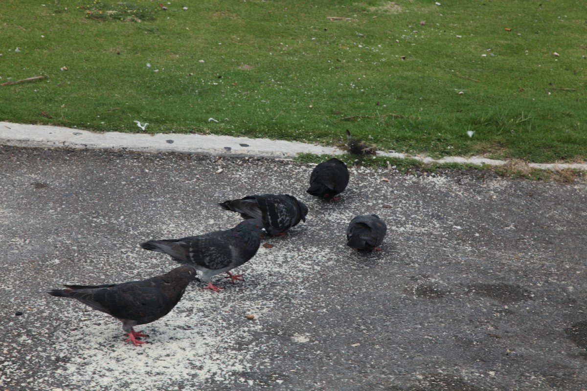 Rock Pigeon (Feral Pigeon) - ML36711191