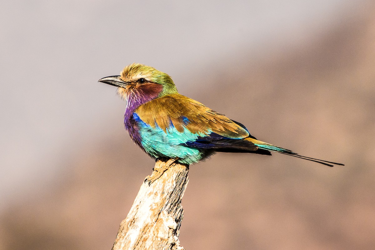 Lilac-breasted Roller - ML367117581
